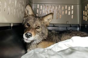 Σικάγο: Κογιότ μπήκε σε σούπερμάρκετ και άρχισε να τρώει ανενόχλητο 