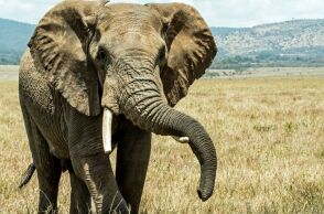 Νότια Αφρική: Ελέφαντας ποδοπάτησε τουρίστα - Προσπαθούσε να προστατεύσει το εγγόνι του