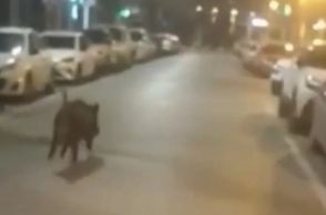 Αγριογούρουνο τρεχει σε δρομο