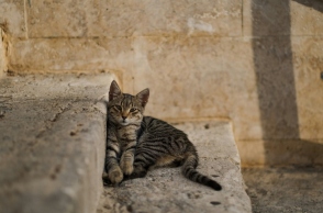 γατα σε σκαλοπατια