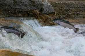 Nορβηγία: Εταιρεία θαλασσινών προσφέρει αμοιβή για σολομούς που δραπέτευσαν