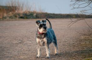 Βρετανία: Συναγερμός για τον ιστορικά χαμηλό γεννήσεων του «διάσημου» σκωτσέζικου τεριέ 