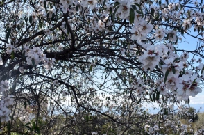 δεντρο, κλαδια, λουλουδια, ουρανος