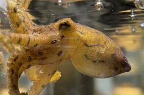 Αρσενικά χταπόδια χορηγούν δηλητήριο στα θηλυκά για να αποφύγουν να φαγωθούν κατά τη διάρκεια του σεξ