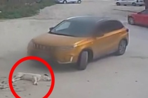 Θεσσαλονίκη: Οδηγός παρέσυρε σκυλάκι και το εγκατέλειψε