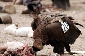 Εθνικό Πάρκο Δαδιάς: Αύξηση του πληθυσμού του Μαυρόγυπα δύο χρόνια μετά την πυρκαγιά	