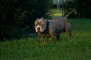 Bρετανία: Πανικός στο Σέφιλντ για ένα XL Bully που κυκλοφορεί ελεύθερο 
