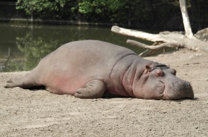 Πενήντα ιπποπόταμοι σκοτώθηκαν από άνθρακα στο αρχαιότερο εθνικό πάρκο της Αφρικής