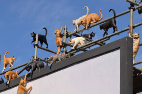 Cats Will Do Anything