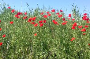 Παπαρούνες στο Fly Over