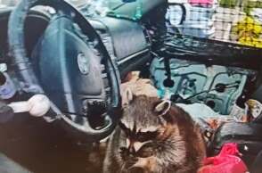 ΗΠΑ: Η αστυνομία βρήκε ρακούν με πίπα μεθαμφεταμίνης μέσα σε αυτοκίνητο