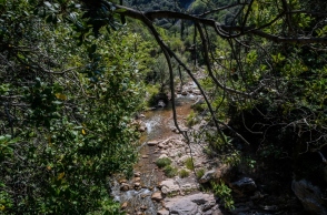 δασος, ποταμι