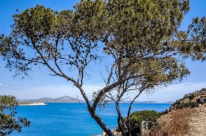 δεντρο, θαλασσα, ουρανος