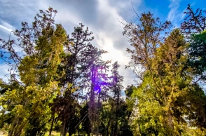 δεντρα, ουρανος, συννεφα, ηλιος