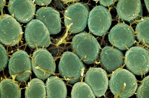 Το πρώτο εμβόλιο κατά της γονόρροιας ξεκινά πιλοτικά στην Αγγλία