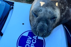 Νότια Αφρική: Θαλάσσιος ελέφαντας, αυτοκινητο