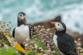 Ένας αριθμός-ρεκόρ πάφιν (φρατέρκουλων) καταγράφηκε φέτος σε ένα μικρό νησί ανοιχτά των ακτών του Πέμπροκσαϊρ