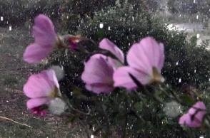 Καιρός, βροχη, λουλουδια