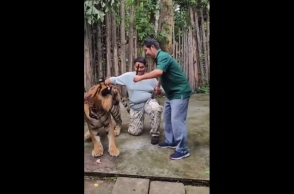 Ταϊλάνδη, τιγρη, τουριστες