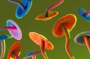 Νέα Ζηλανδία, μανιταρια