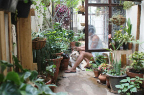 Οδηγός με 8+6 φυτά που απωθούν τα έντομα