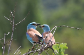 Έως και 500 είδη πτηνών απειλούνται με εξαφάνιση μέσα στον επόμενο αιώνα - Tι δείχνει νέα μελέτη