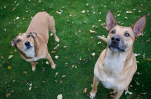 Βέροια, σκυλια