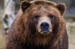 Ρουμανία: Aρκούδα έσυρε σε φαράγγι μοτοσικλετιστή στα Καρπάθια και τον σκότωσε