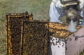 Μελισσοκόμος 