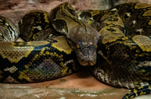 Ινδονησία, πύθωνας