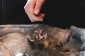 Το γατάκι σας δαγκώνει ξαφνικά και χωρίς λόγο; Ίσως δεν είναι αυτό που νομίζετε 