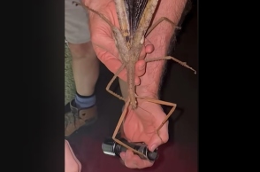 χερι κραταει έντομο 40 εκατοστών