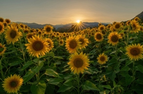 Εορτολόγιο, ηλιοτροπια