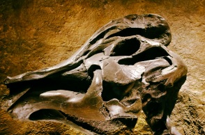 Ανακάλυψη σπάνιου απολιθώματος στην Ινδία φέρνει στο φως την εποχή των δεινοσαύρων