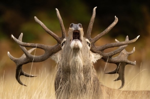 φωτογραφία, ταρανδος