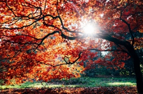 Εορτολόγιο, δασος