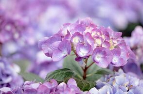 Ποιοι γιορτάζουν σήμερα 28 Ιανουαρίου 2026; 