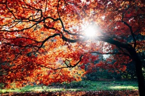 δασος, φθινοπωρο