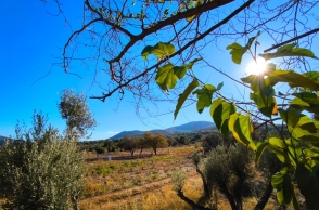 καιρος, δασος, ηλιος