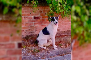 Αδέσποτα ζώα στην Ελλάδα