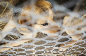 σκυλος σε κλουβι