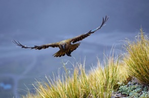Νέα Ζηλανδία: Προειδοποιήσεις για το «πουλί της χρονιάς» - Πραγματοποιεί επιθέσεις στους «εισβολείς»