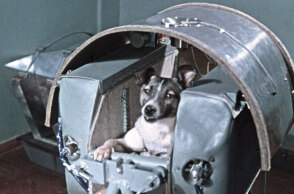 Η Λάικα, ο πρώτος σκύλος στο διάστημα, στην κάψουλα Σπούτνικ 2