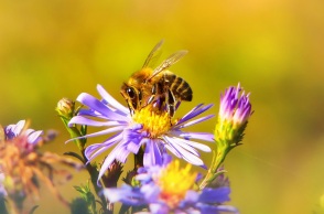 Η μέλισσα με «κέρατα διαβόλου» – Το νέο ενδημικό είδος που ανακάλυψαν επιστήμονες 