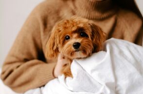 Προσομοίωση αποκαλύπτει πώς βλέπουν και ακούν οι σκύλοι τους ανθρώπους - Βλέπουν σε αργή κίνηση, ατελώς, και ακούν ήχους διπλάσιας συχνότητας από εμάς.