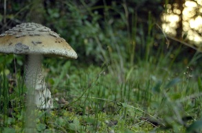 Στην Ιταλία για μεταμόσχευση ήπατος το ζευγάρι που κατανάλωσε δηλητηριώδη μανιτάρια