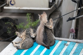 Νέα Ζηλανδία, γατες