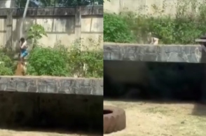 Βραζιλία: Λιονταρίνα κατασπάραξε έναν 19χρονο σε ζωολογικό κήπο