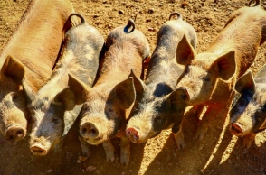 γουρουνακια