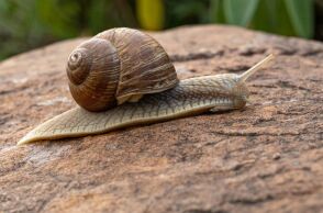 Γαλλικό χωριό σε σοκ μετά την κλοπή 450 κιλών σαλιγκαριών – «Ήξεραν τι έκαναν» λέει η οικογένεια παραγωγών